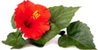 CUKIERKI SOLNE O SMAKU HIBISKUSA Z SOLĄ HIMALAJSKĄ